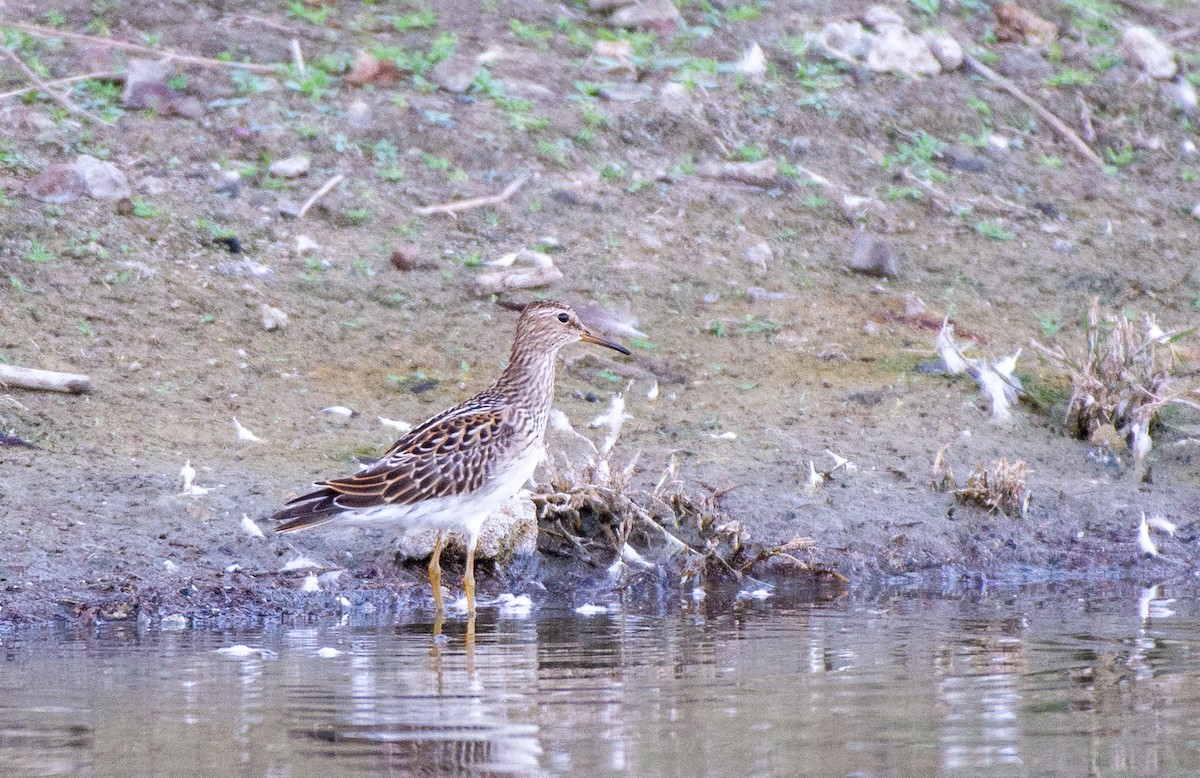 Pectoral Sandpiper - ML609306238