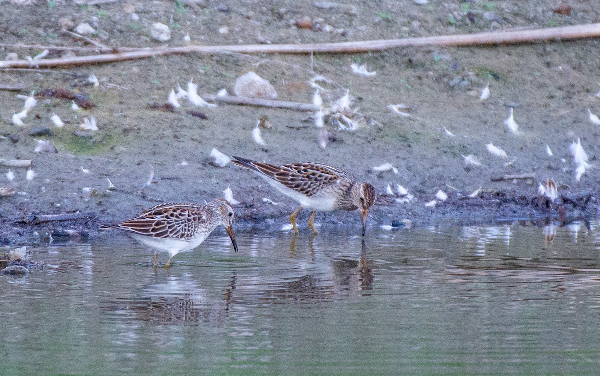 Pectoral Sandpiper - ML609306243