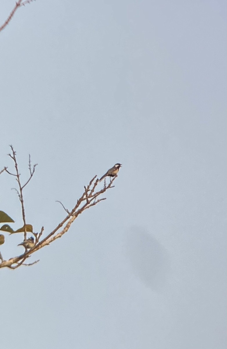 Cinereous Tit - Muhammad Iqbal