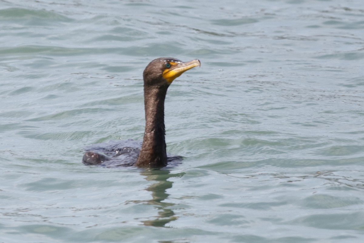 Double-crested Cormorant - ML609306278