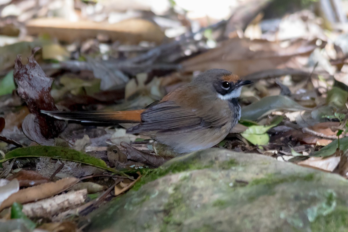 Australian Rufous Fantail - ML609306311