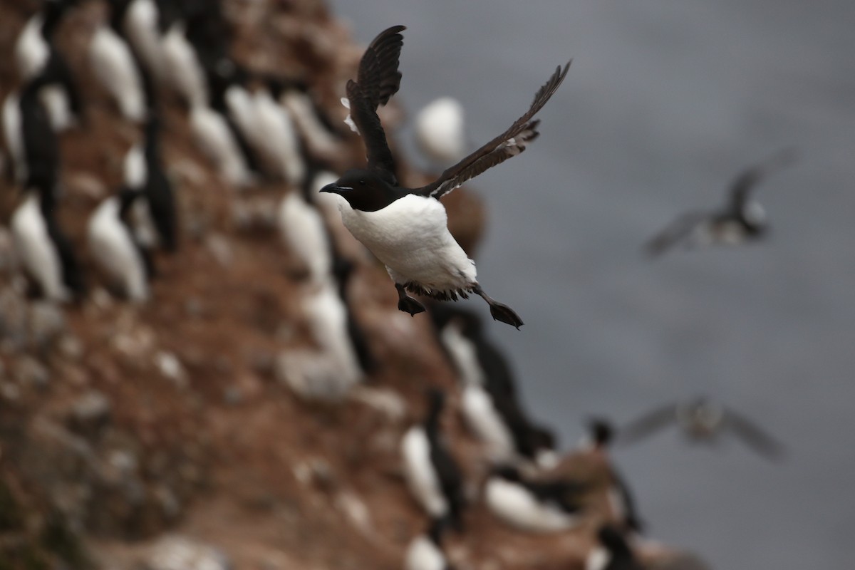 Thick-billed Murre - ML609306331