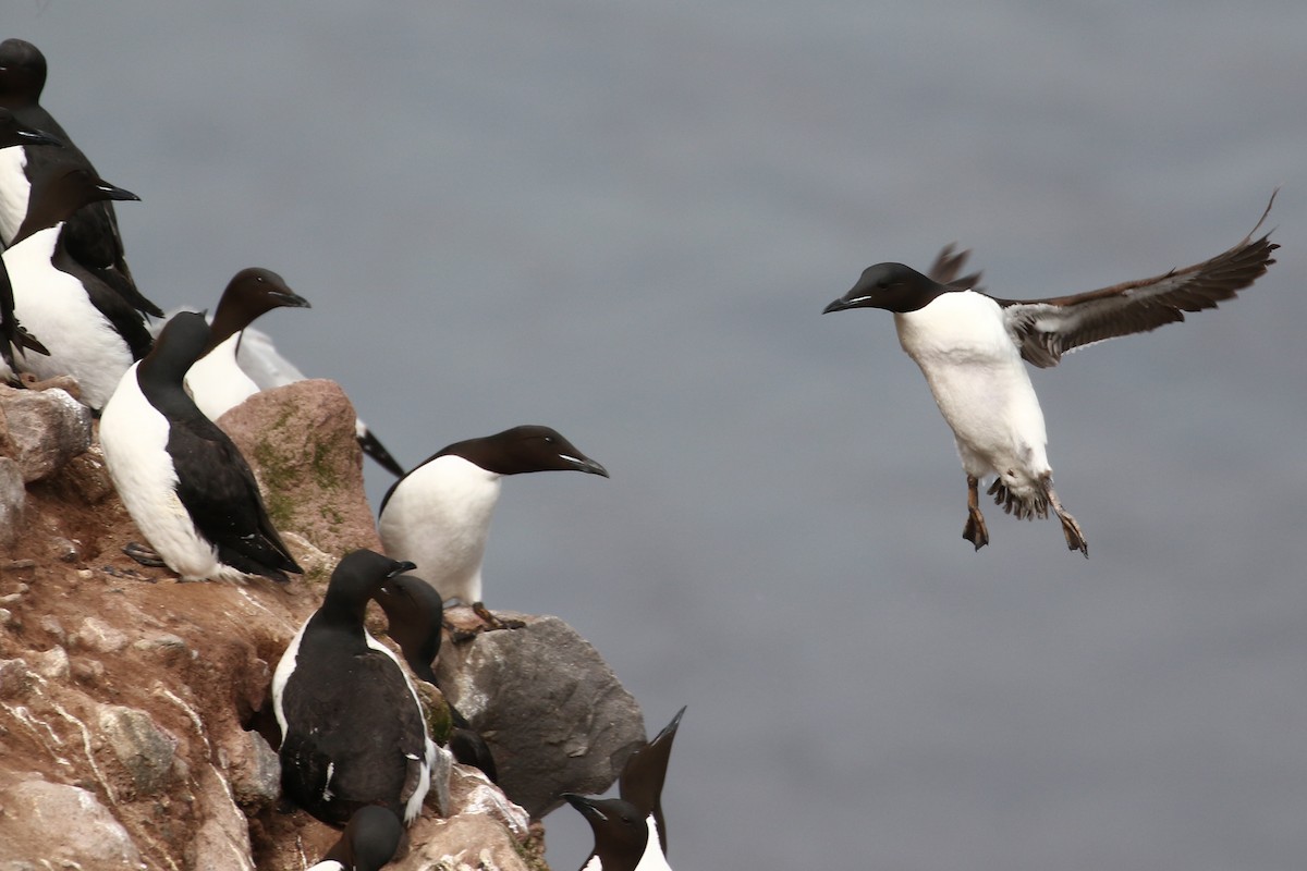Thick-billed Murre - ML609306333