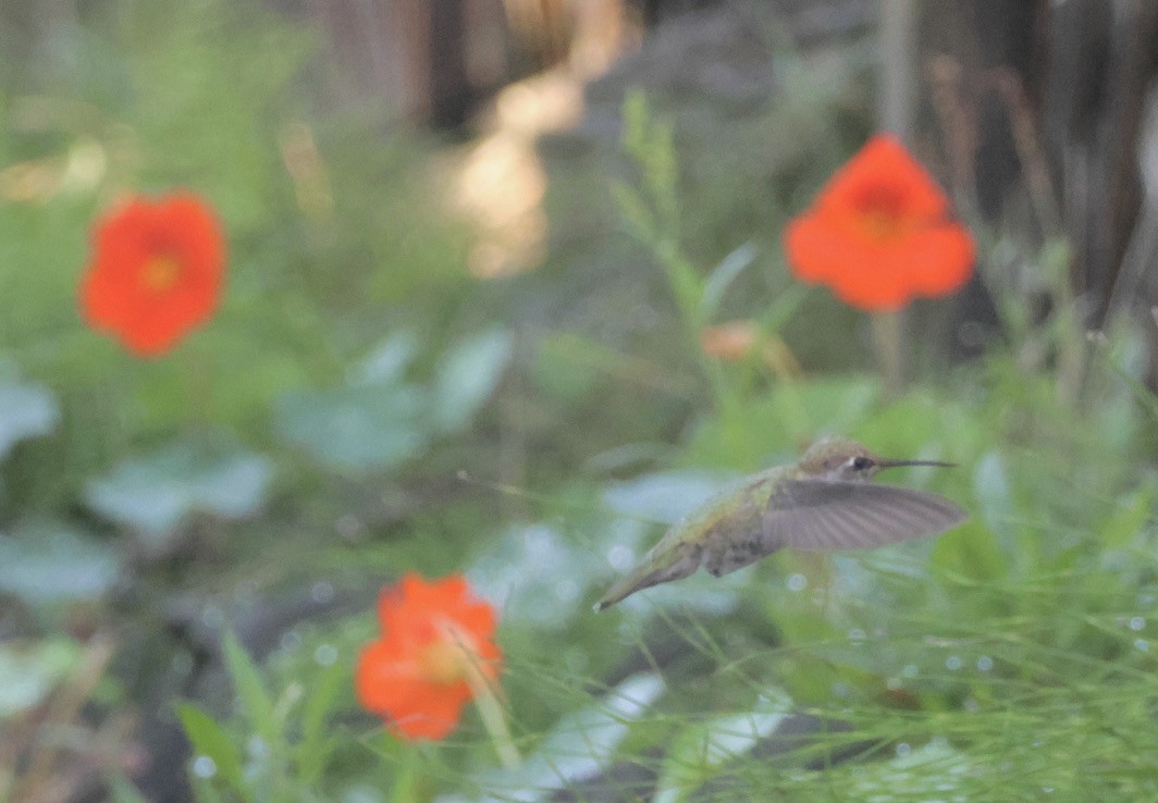 Anna's Hummingbird - ML609306414