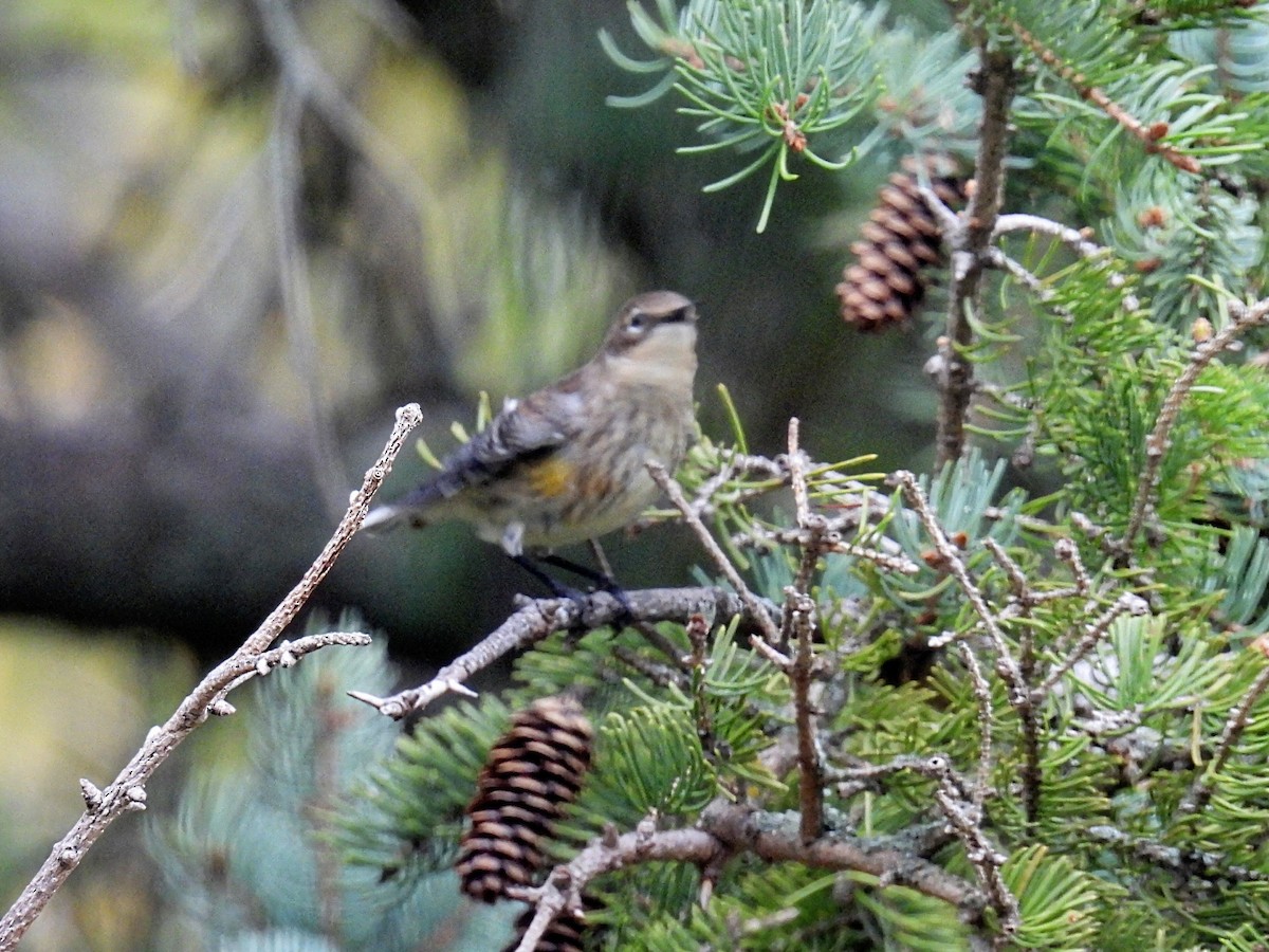 Yellow-rumped Warbler - ML609306435