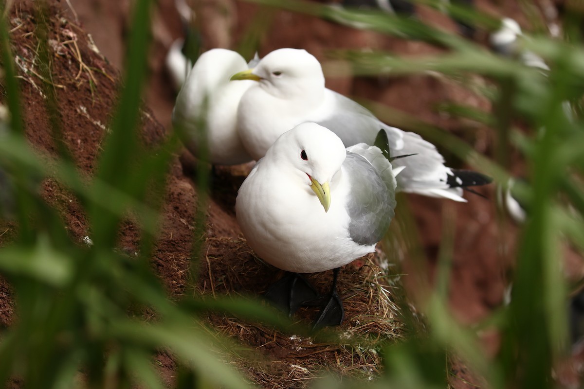 Black-legged Kittiwake - ML609306648