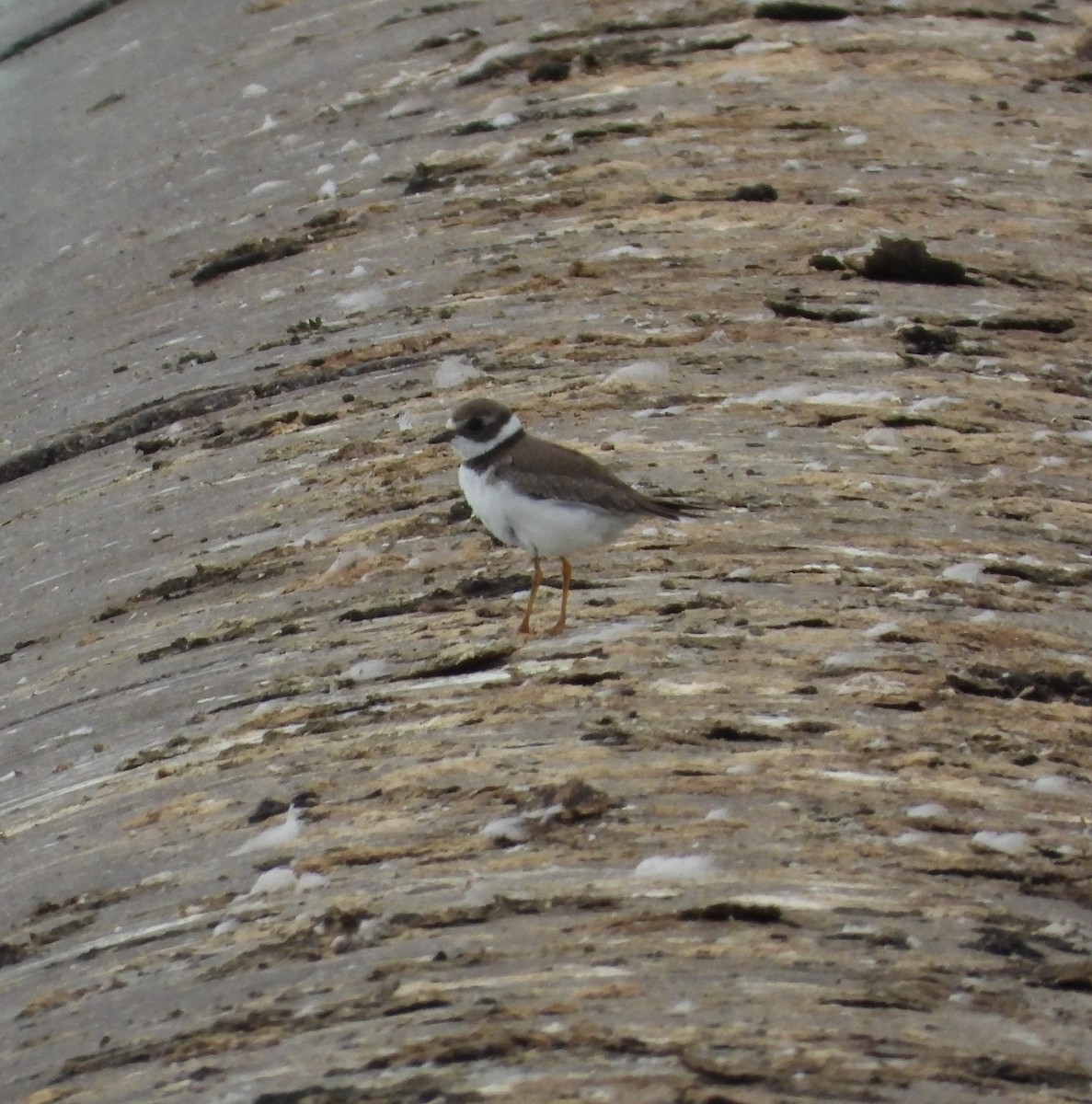 Semipalmated Plover - ML609306689