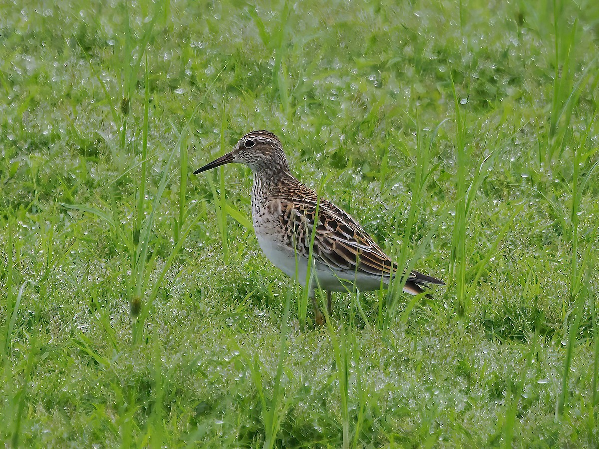 Pectoral Sandpiper - ML609306704