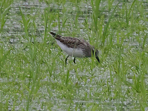 Semipalmated Sandpiper - ML609306727