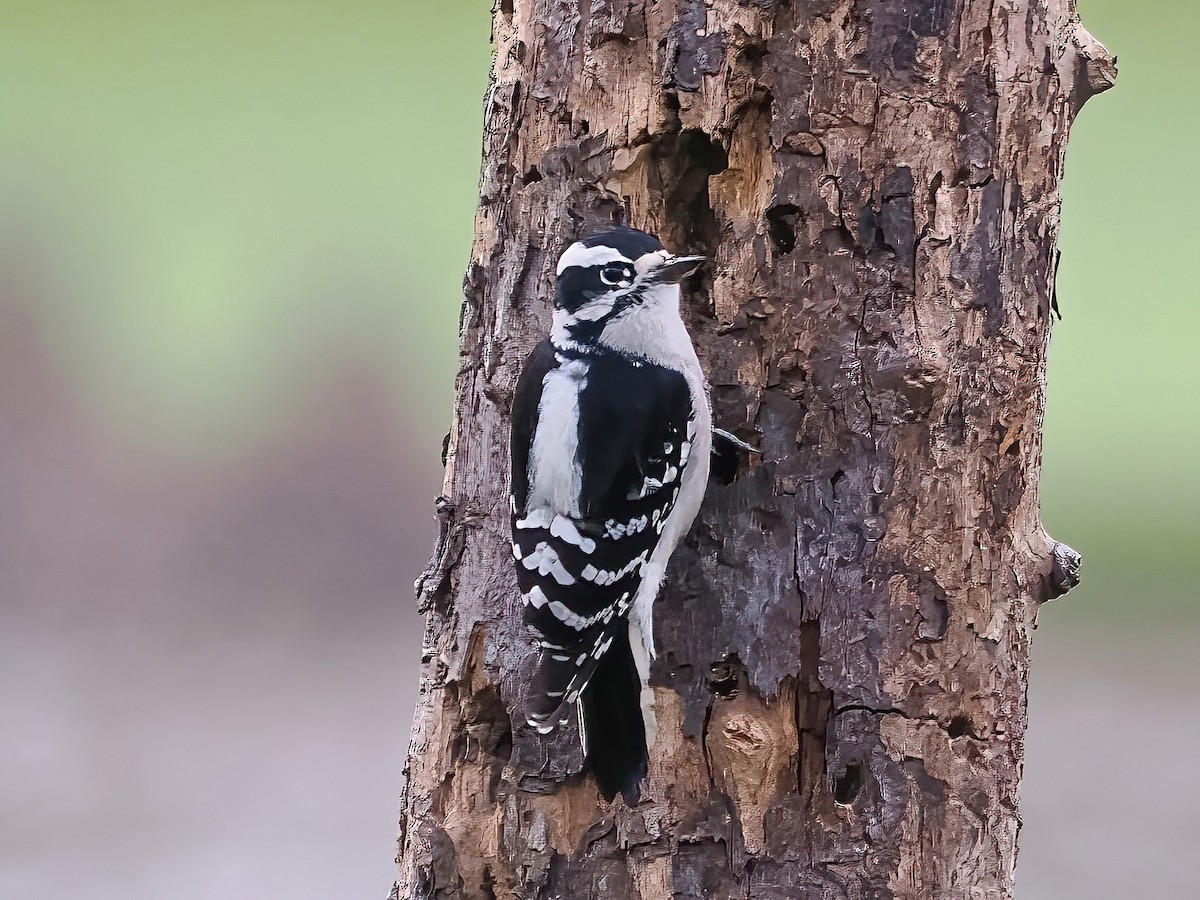 Downy Woodpecker - ML609306753