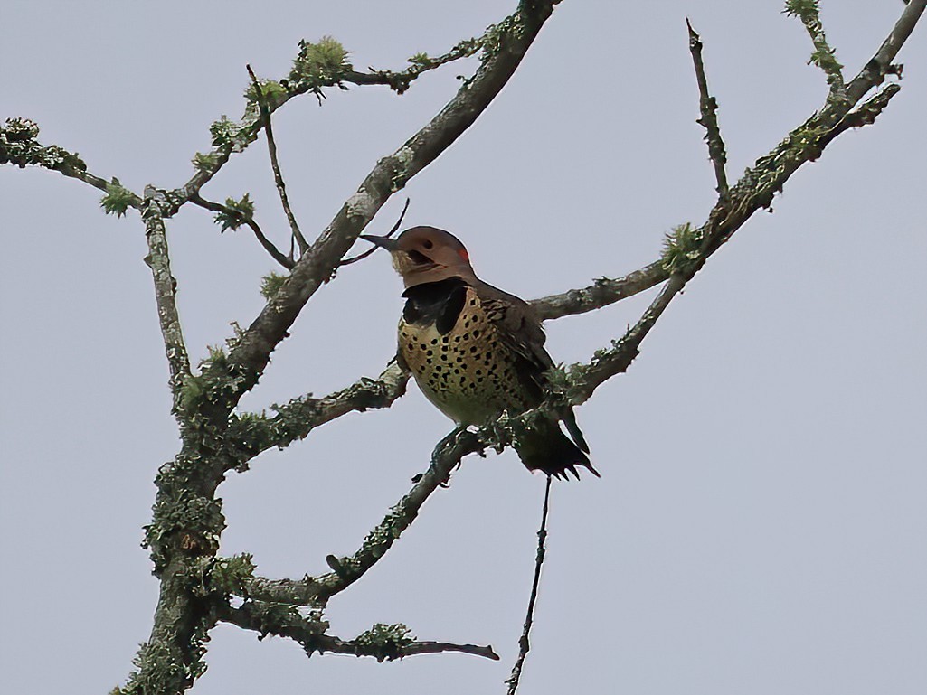 Northern Flicker - ML609306762