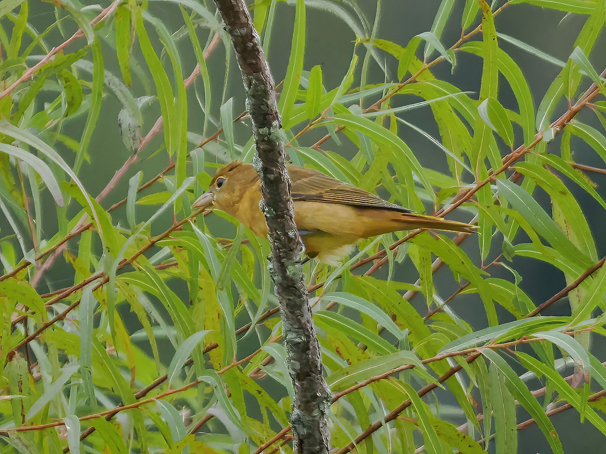 Summer Tanager - ML609306778