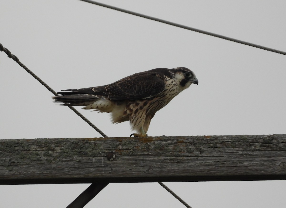 Peregrine Falcon - ML609306810