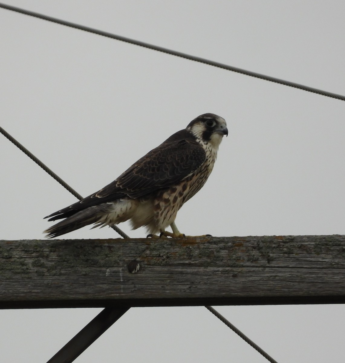 Halcón Peregrino - ML609306814