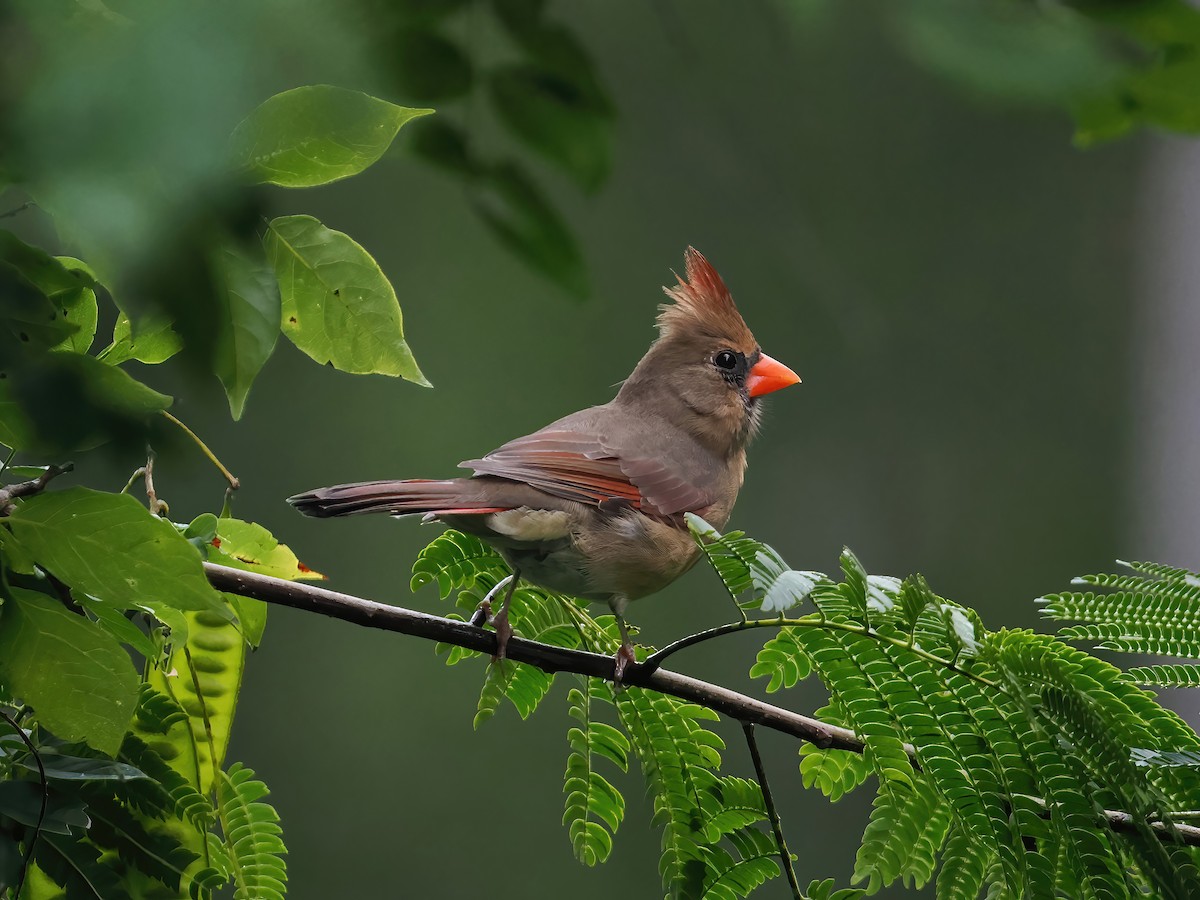 Northern Cardinal - ML609306841