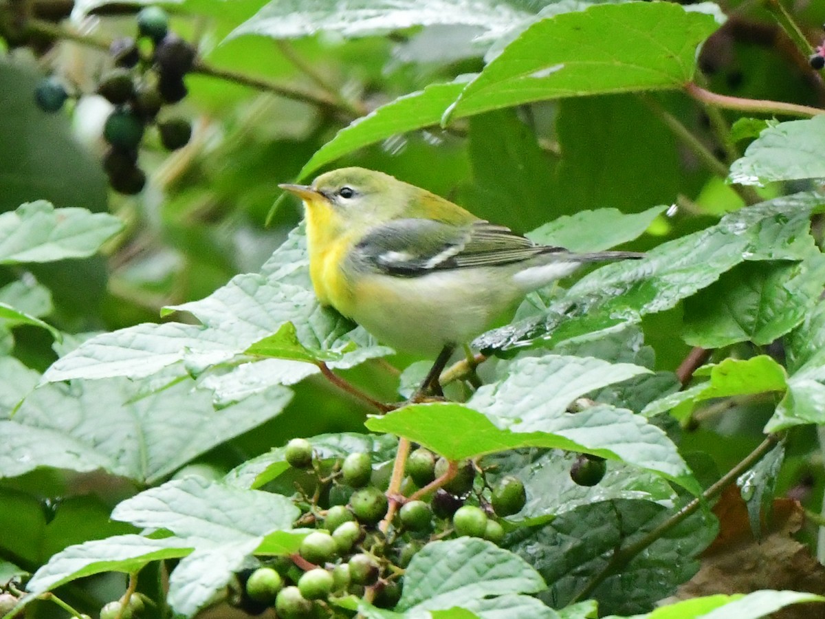 Northern Parula - ML609306875