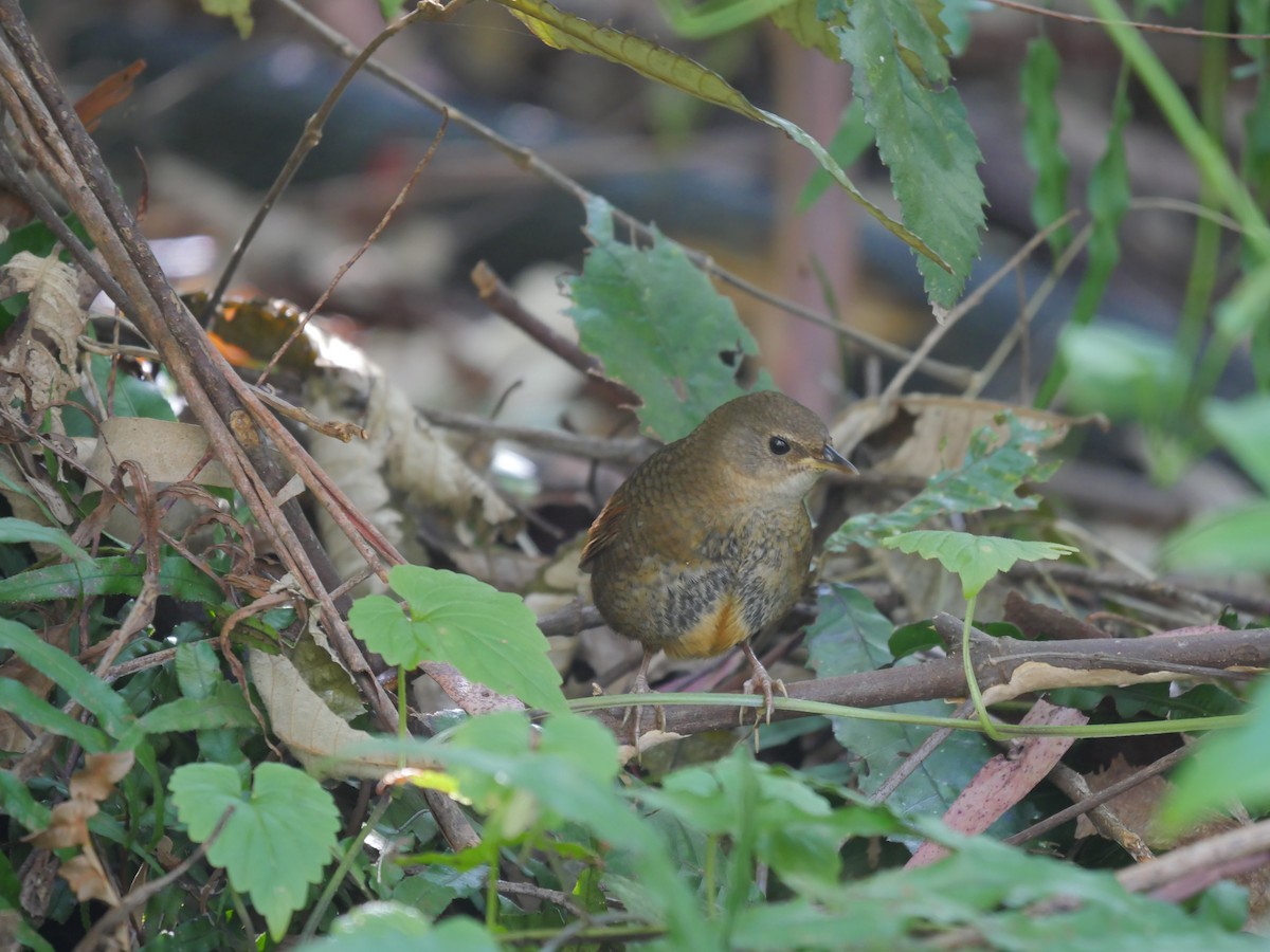 Rostdickichtvogel - ML609306884