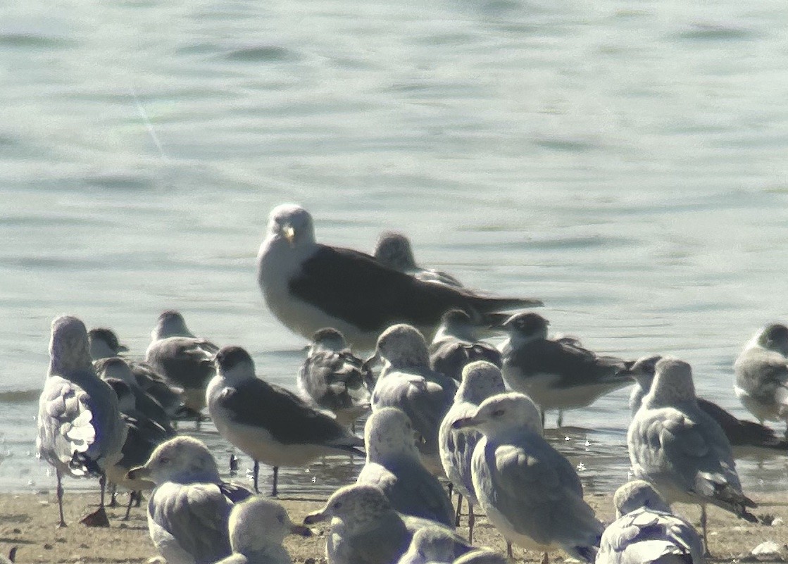 Lesser Black-backed Gull - ML609306904