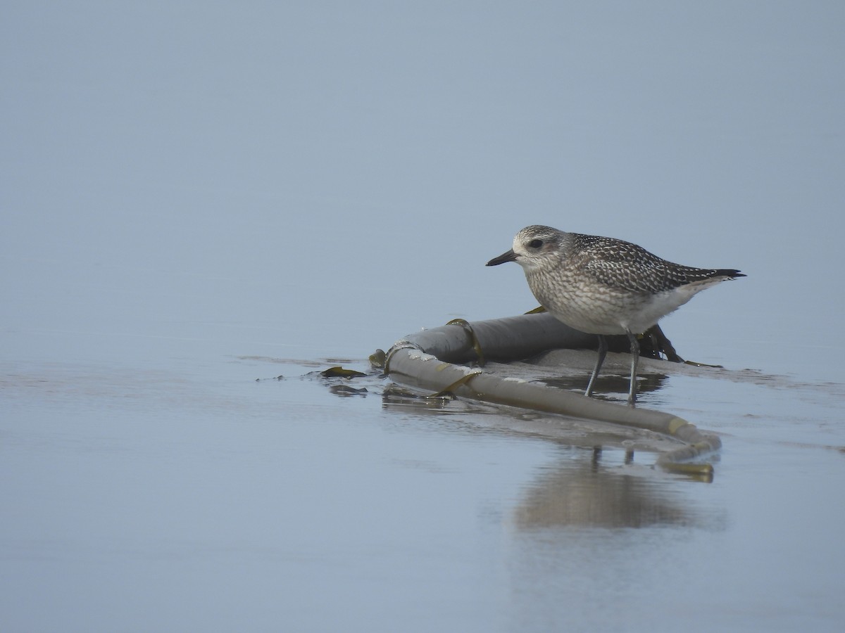 Black-bellied Plover - ML609306907