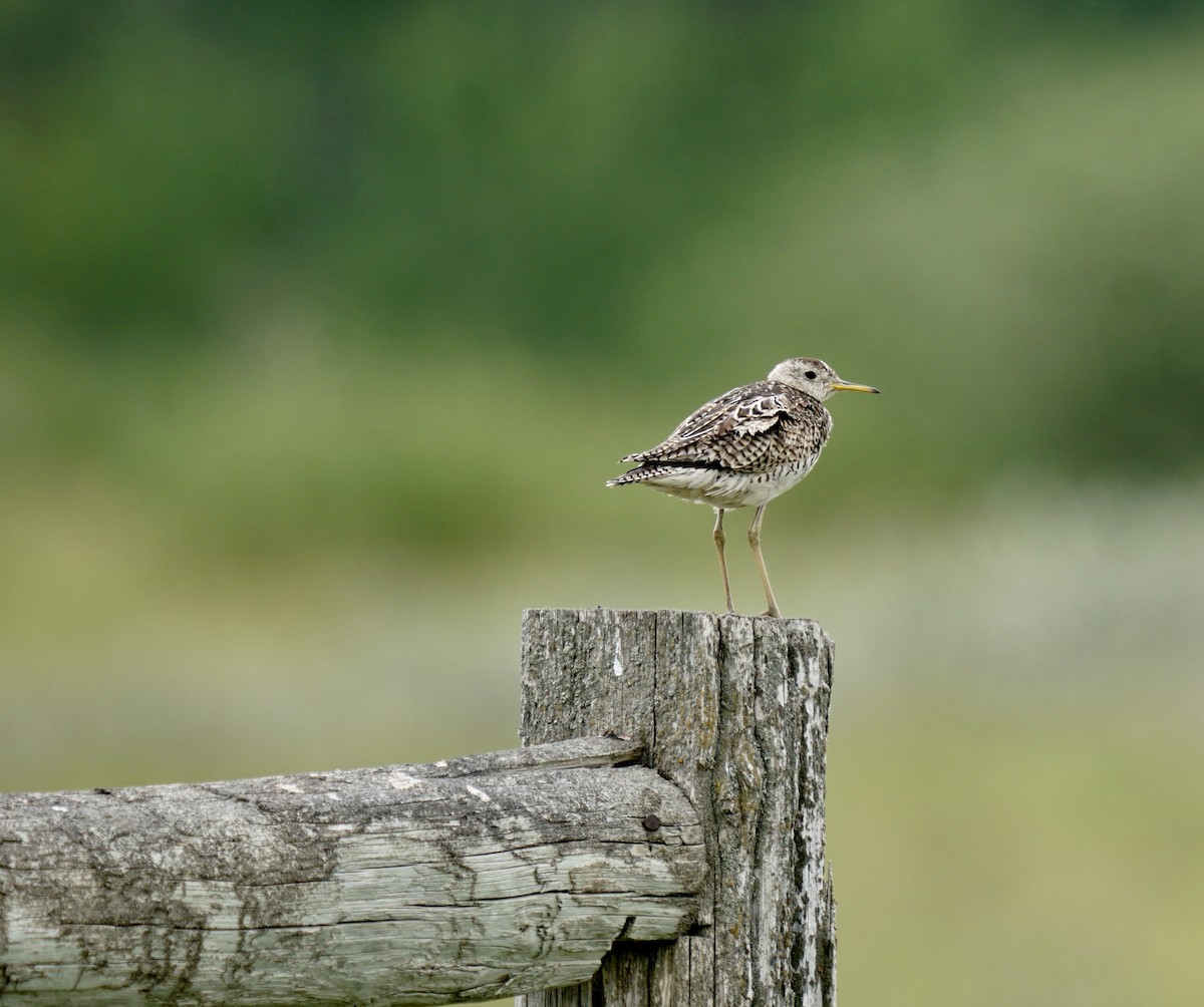 Upland Sandpiper - ML609306959