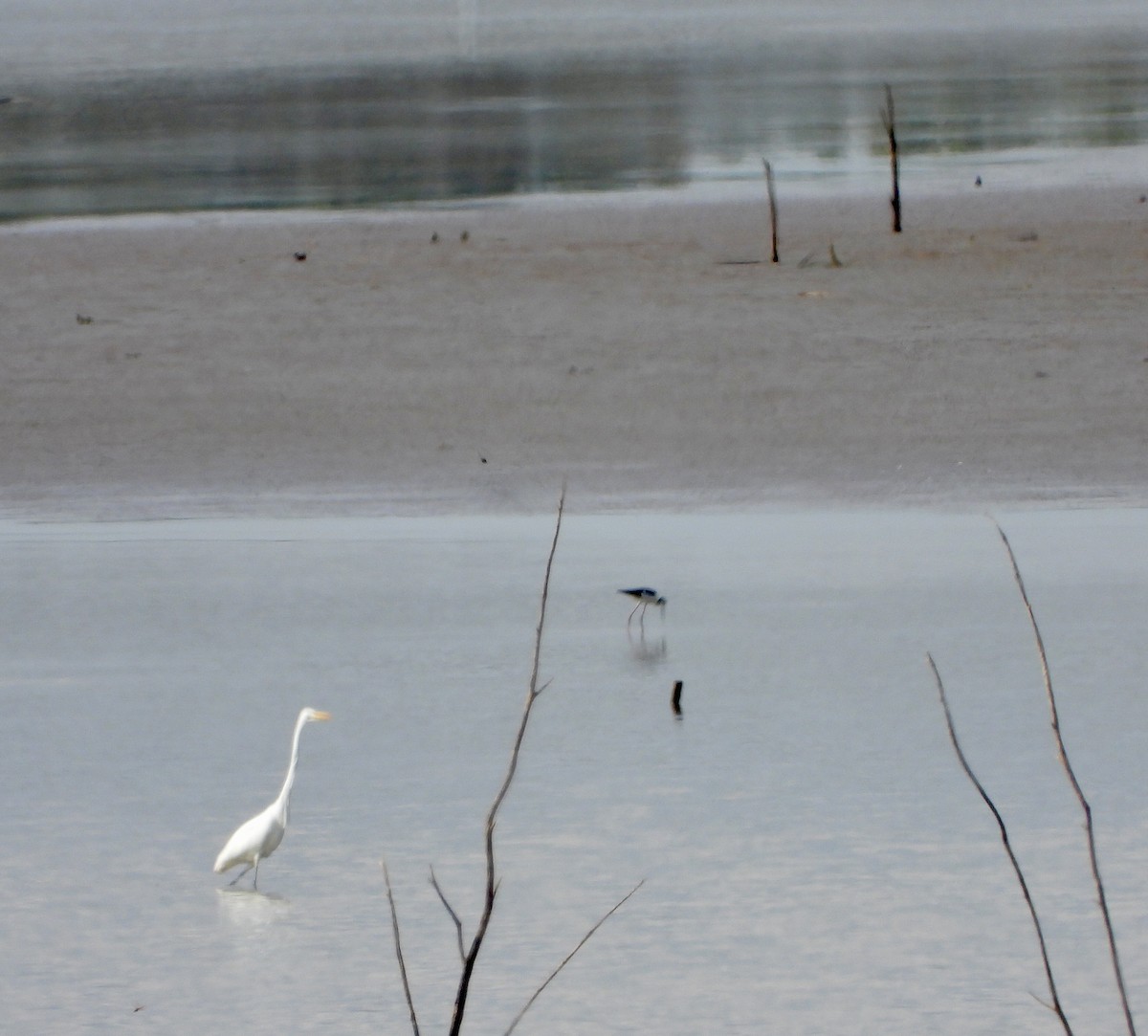 Black-necked Stilt - ML609307031