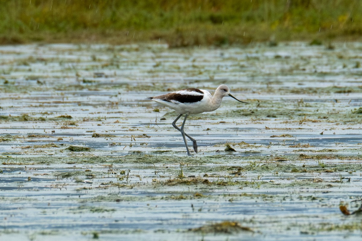 American Avocet - Betsy Fischer