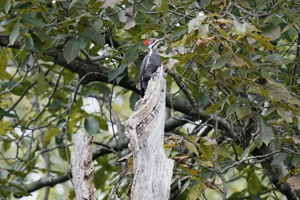 Pileated Woodpecker - ML609307080