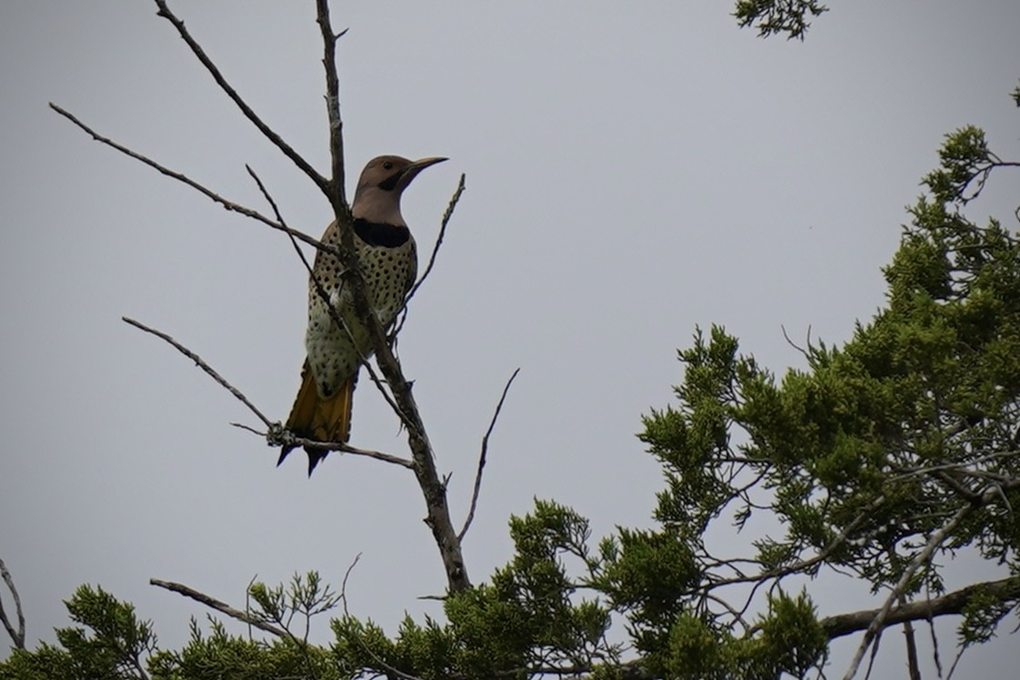 Northern Flicker - ML609307098