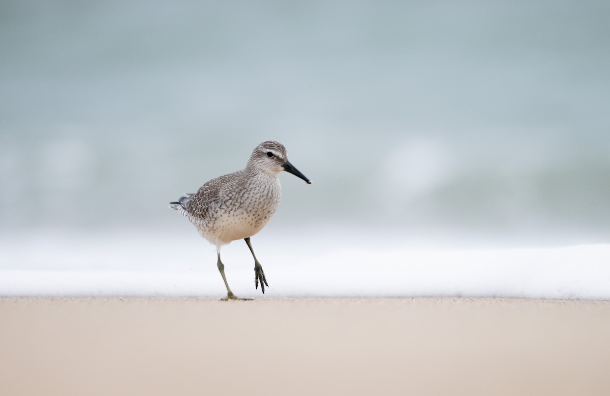 Red Knot - ML609307100
