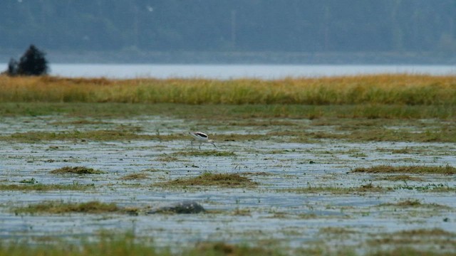 American Avocet - ML609307121
