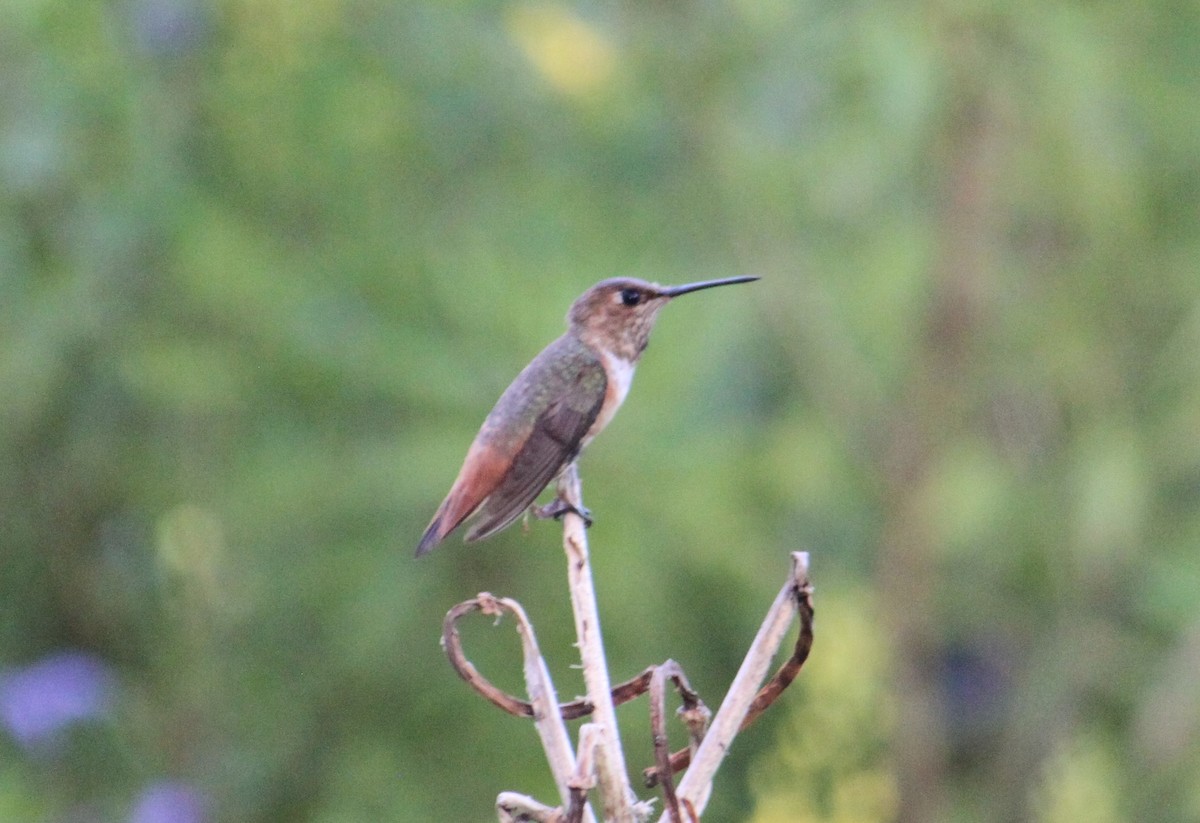 Allen's Hummingbird - ML609307161