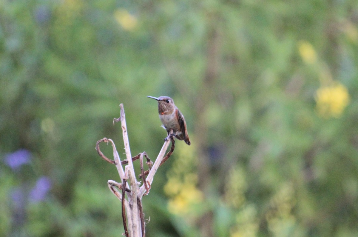 Allen's Hummingbird - ML609307162