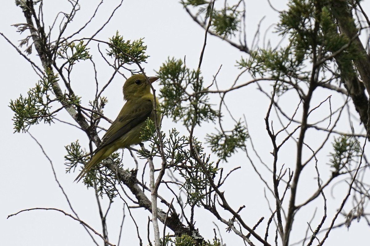 Summer Tanager - ML609307215