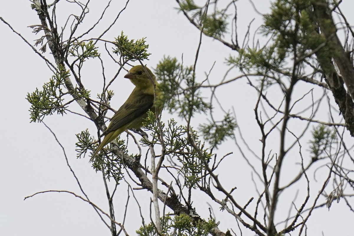 Summer Tanager - ML609307216