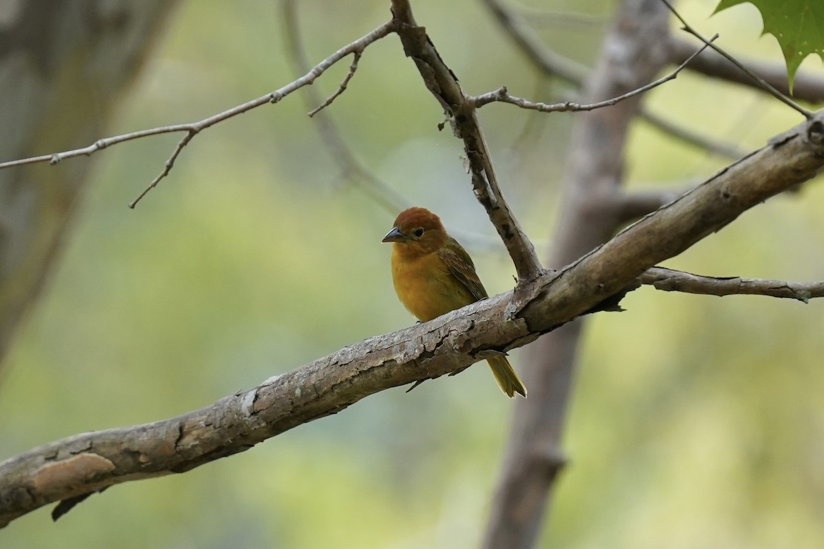 Summer Tanager - ML609307217
