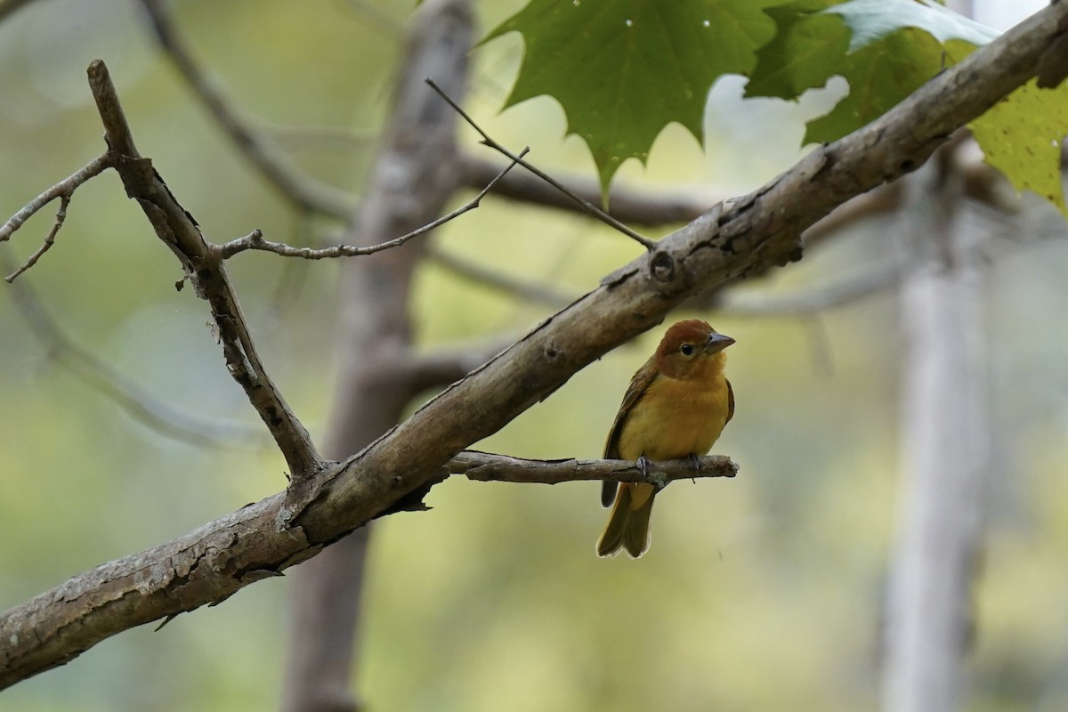 Summer Tanager - ML609307218