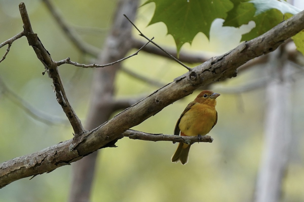 Summer Tanager - ML609307219