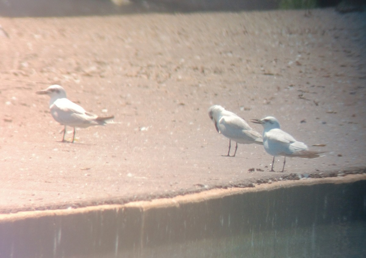 Gull-billed Tern - ML609307233