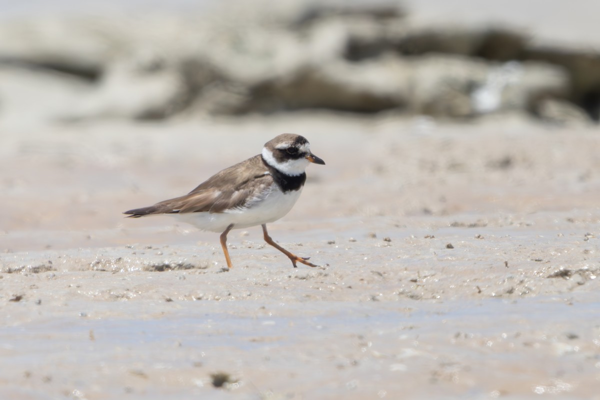 Common Ringed Plover - Lachy Wild