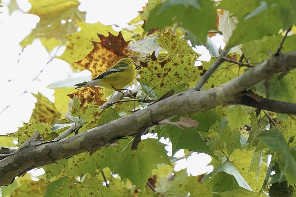 Blue-winged Warbler - ML609307342