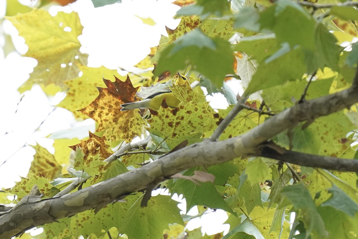 Blue-winged Warbler - ML609307343