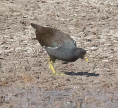 Gallineta Común - ML609307491