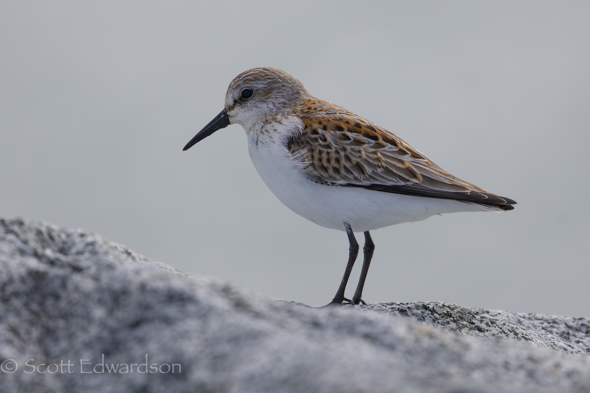 Western Sandpiper - ML609307550