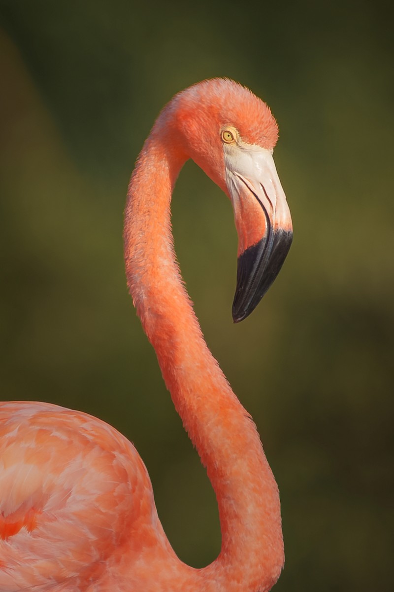 American Flamingo - Neo Morpheus