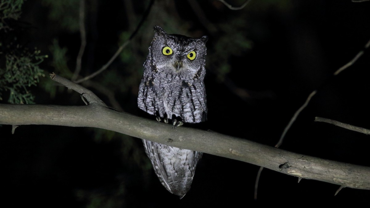 Western Screech-Owl (Sutton's) - ML609307574