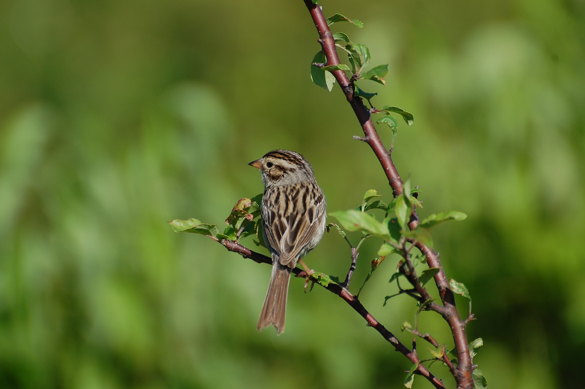 Clay-colored Sparrow - ML609307582