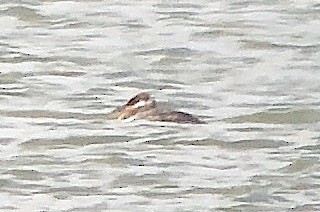 Red-necked Grebe - ML609307583