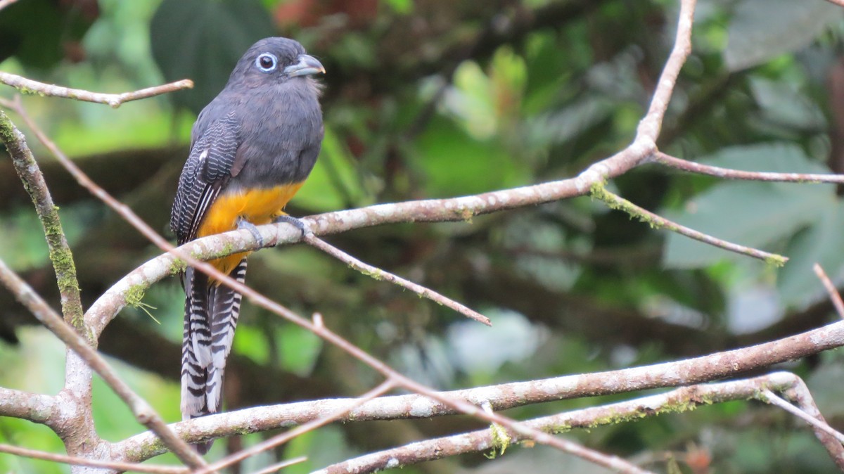 White-tailed Trogon - ML609307587
