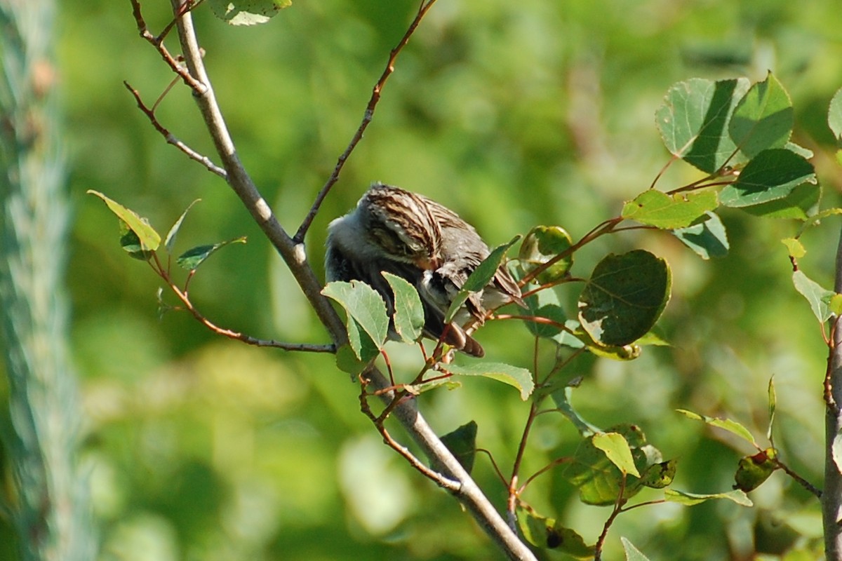 Clay-colored Sparrow - ML609307618