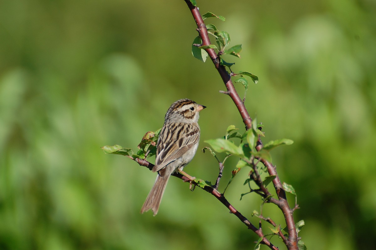Clay-colored Sparrow - ML609307622